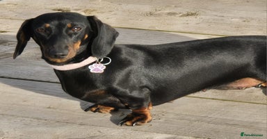 Miniature Dachshund dogs - Advert 7