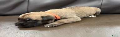 Puppy 10 (orange collar)