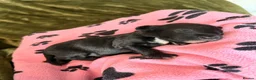 Portuguese Water Dog dogs for sale: Pure Unique Portuguese Water  Dogs  in Redruth - Advert 5