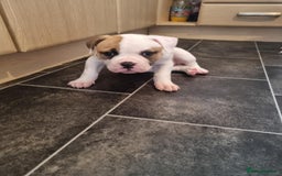 American Bulldog dogs for sale: American bulldog puppy female - Image 10