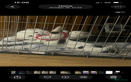 Mixed Breed dogs for sale: Golden Cocker - Image 4