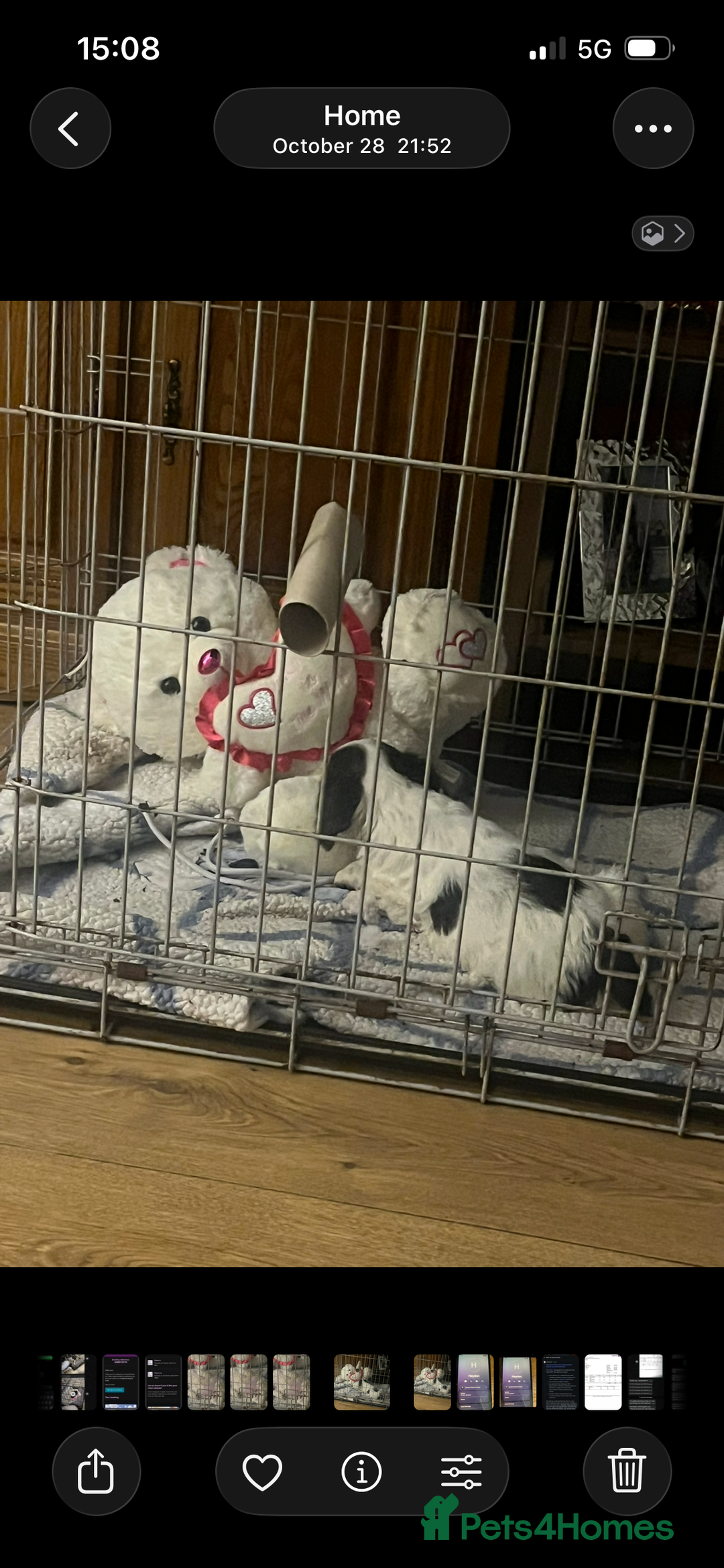 Mixed Breed dogs for sale: Golden Cocker - Image 4