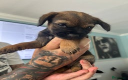Border Terrier dogs for sale: Border Terrier pups Female - Image 8