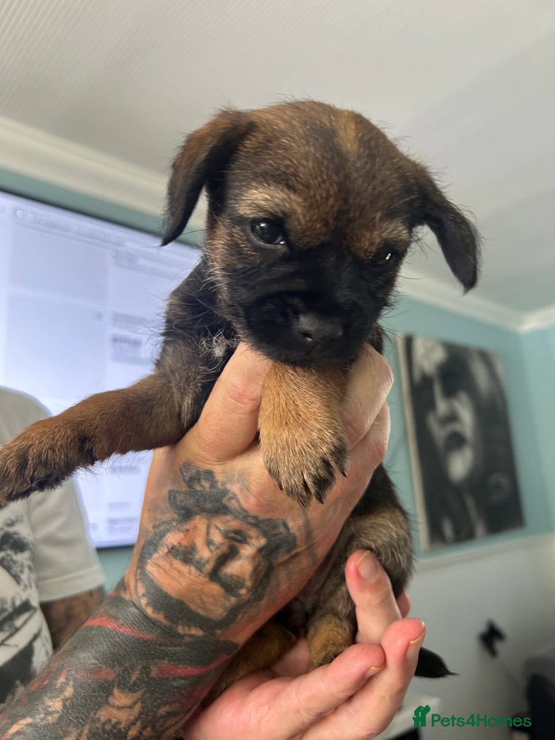 Border Terrier dogs for sale: Border Terrier pups Female - Image 8