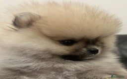 Pomeranian dogs for sale: Absolutely stunning true to type mini Pomeranian  - Advert 9