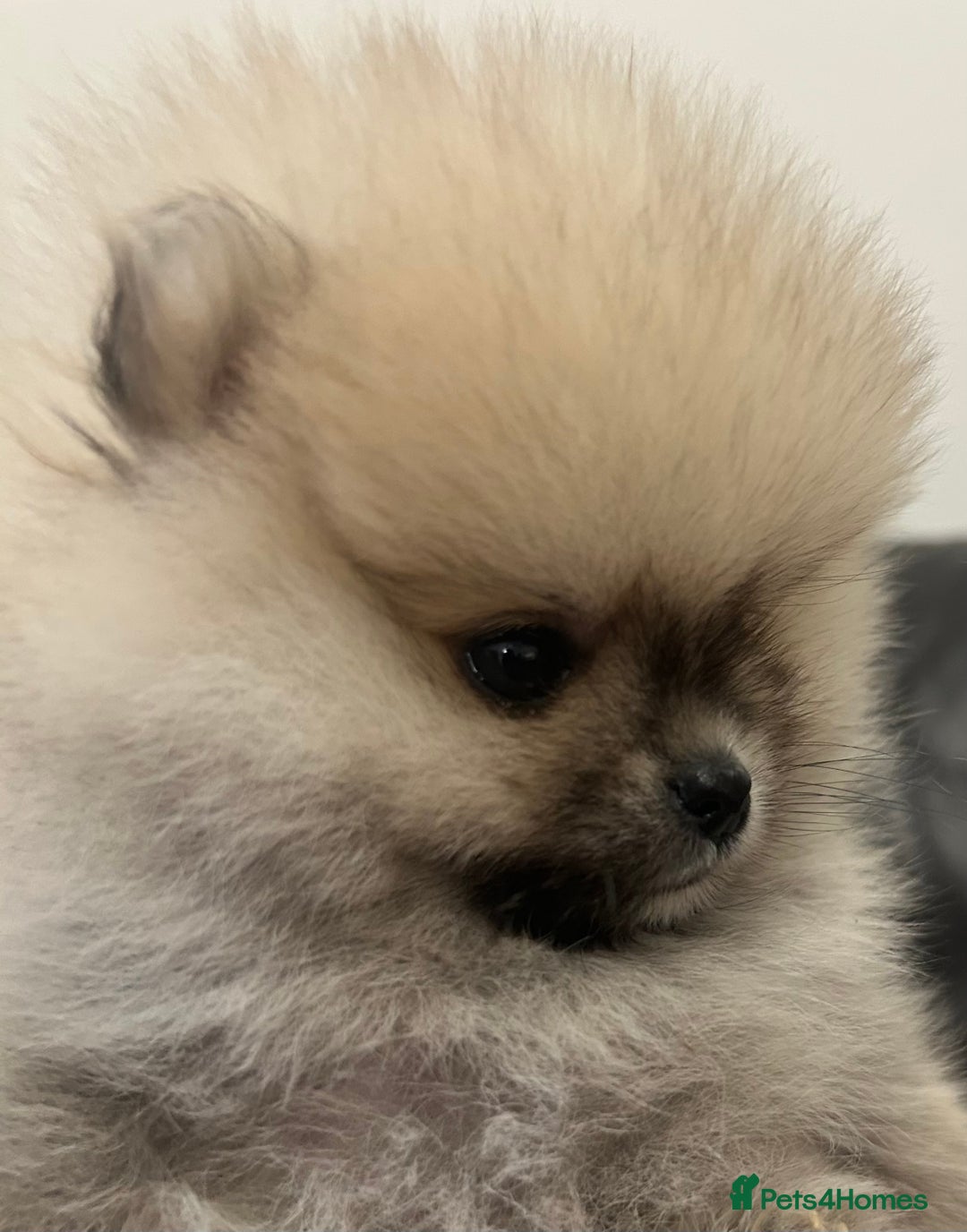 Pomeranian dogs for sale: Absolutely stunning true to type mini Pomeranian  - Advert 9