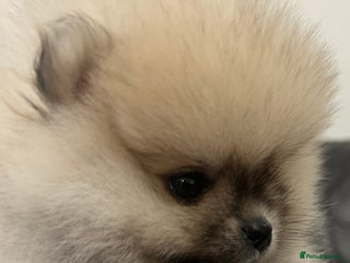 Pomeranian dogs Absolutely stunning true to type mini Pomeranian - Advert 3