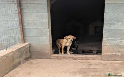 Mixed Breed dogs for adoption: Snoop needs a home with another dog! - Image 6