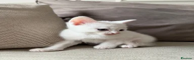 Domestic Shorthair Kitten 1