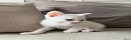 Domestic Shorthair cats for sale: White Male READY TO LEAVE - Advert 15