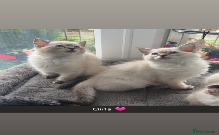 Ragdoll cats - Advert 13