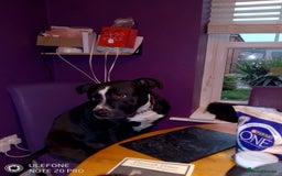 Mixed Breed dogs for sale: American bulldog cross - Image 3