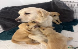 Golden Retriever dogs for sale: Golden retriever  - Image 7