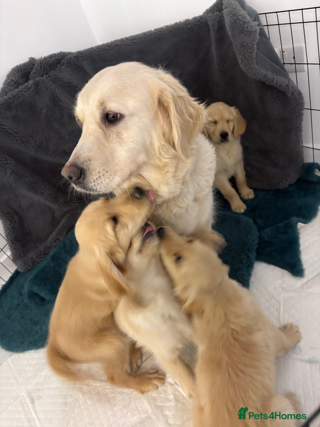 Golden Retriever dogs for sale: Golden retriever  - Image 7