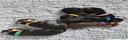 Miniature Dachshund dogs for sale: 2 beautiful black and tan girls  - Advert 2