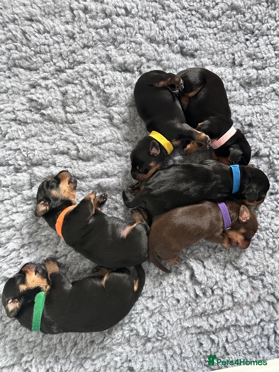 Miniature Dachshund dogs for sale: 2 beautiful black and tan girls  - Advert 2