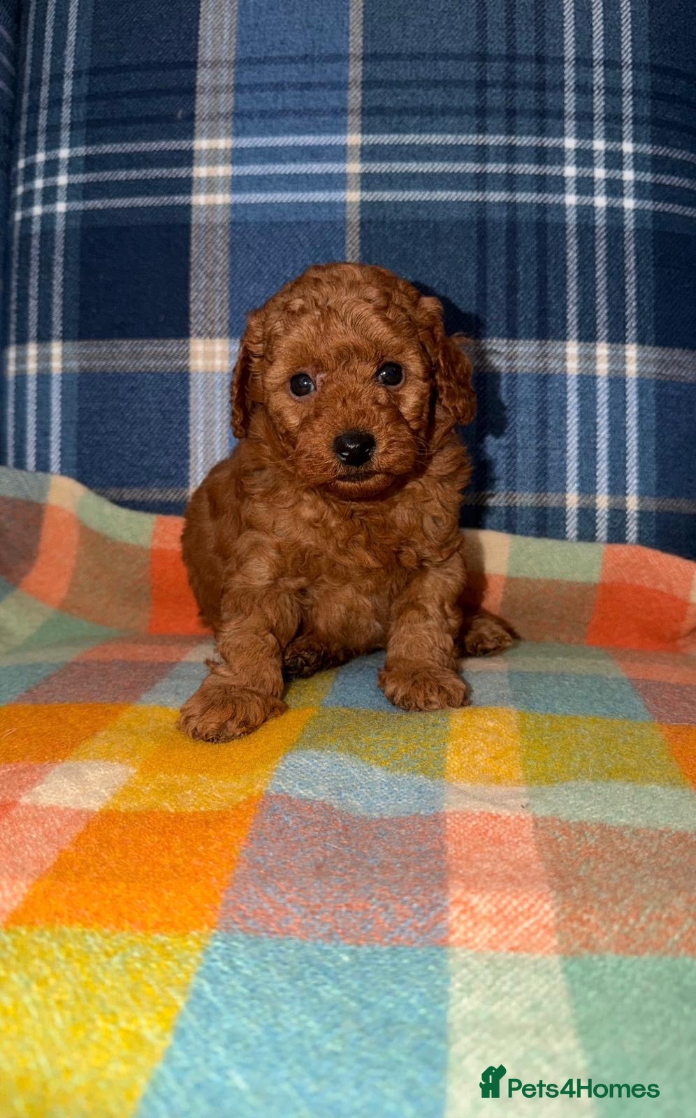 Miniature Poodle dogs Stunning KC Mini Poodle Boys  - Advert 1