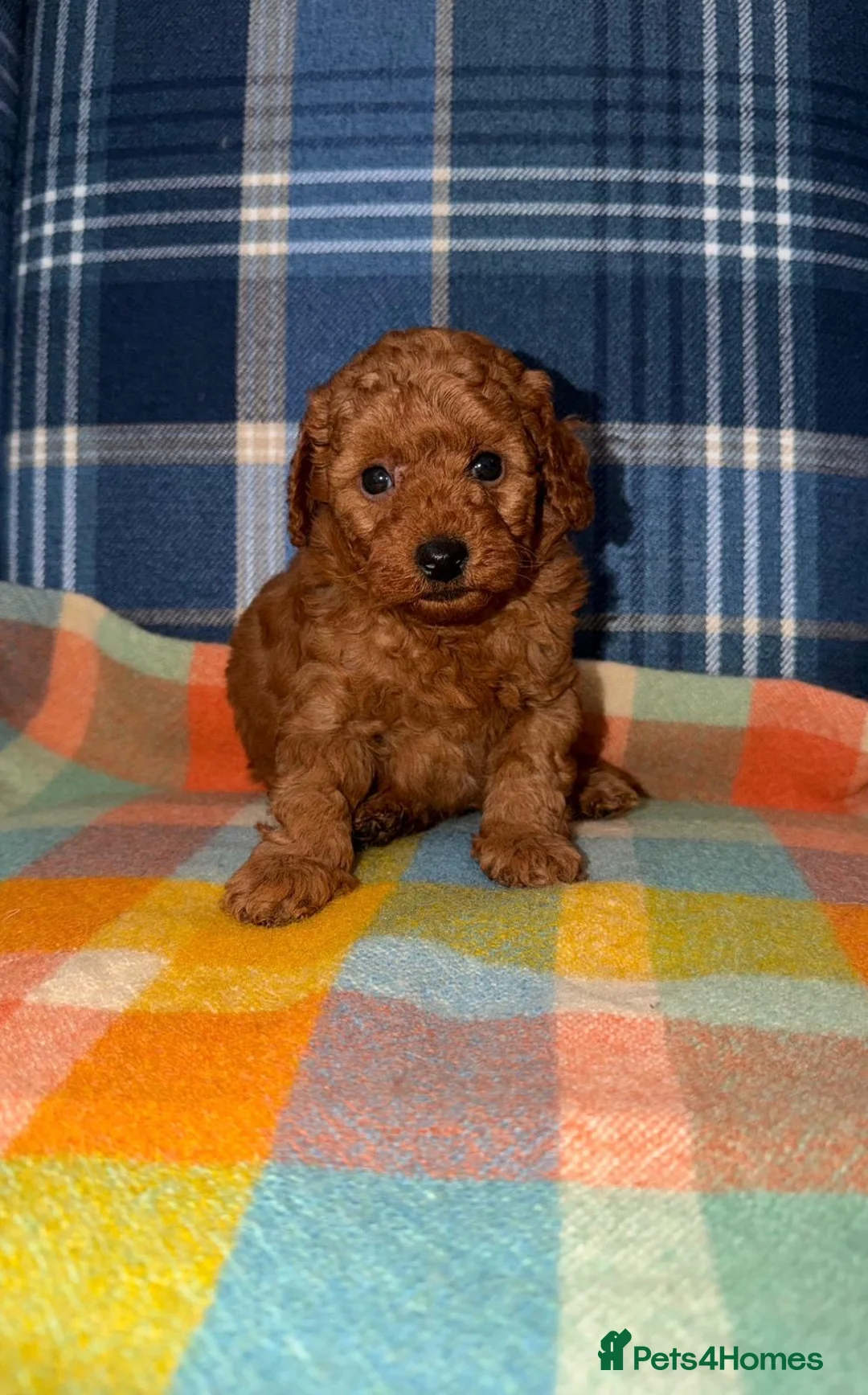 Miniature Poodle dogs for sale: Stunning KC Mini Poodle Boys  - Advert 1