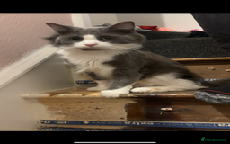 Maine Coon cats for sale: Maine coone male  - Advert 2