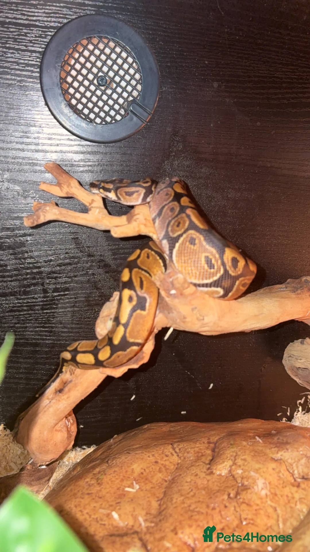 Python Snake reptiles for sale: Baby royal python female in Winchester - Advert 2