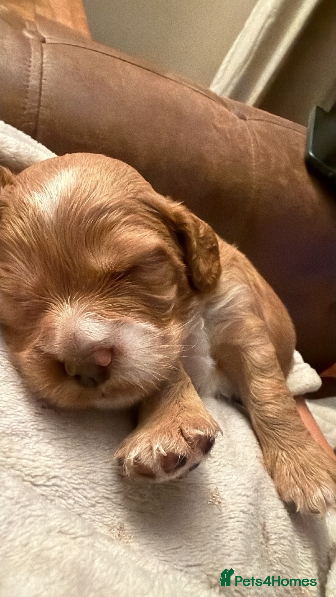 Cocker Spaniel dogs KC registered cocker spaniel puppies for sale - Advert 1