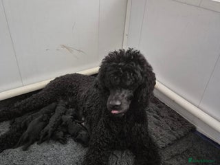 Standard Poodle dogs outstanding litter of standard poodle pups - Advert 1