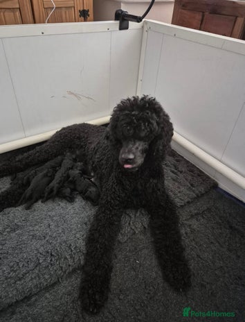Standard Poodle dogs outstanding litter of standard poodle pups - Advert 1