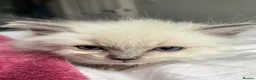 Ragdoll cats for sale: Blue point Ragdoll kittens  - Advert 20