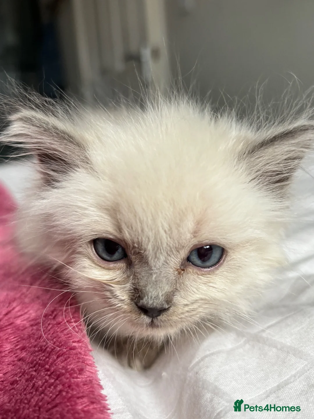 Ragdoll cats for sale: Blue point Ragdoll kittens  - Advert 20