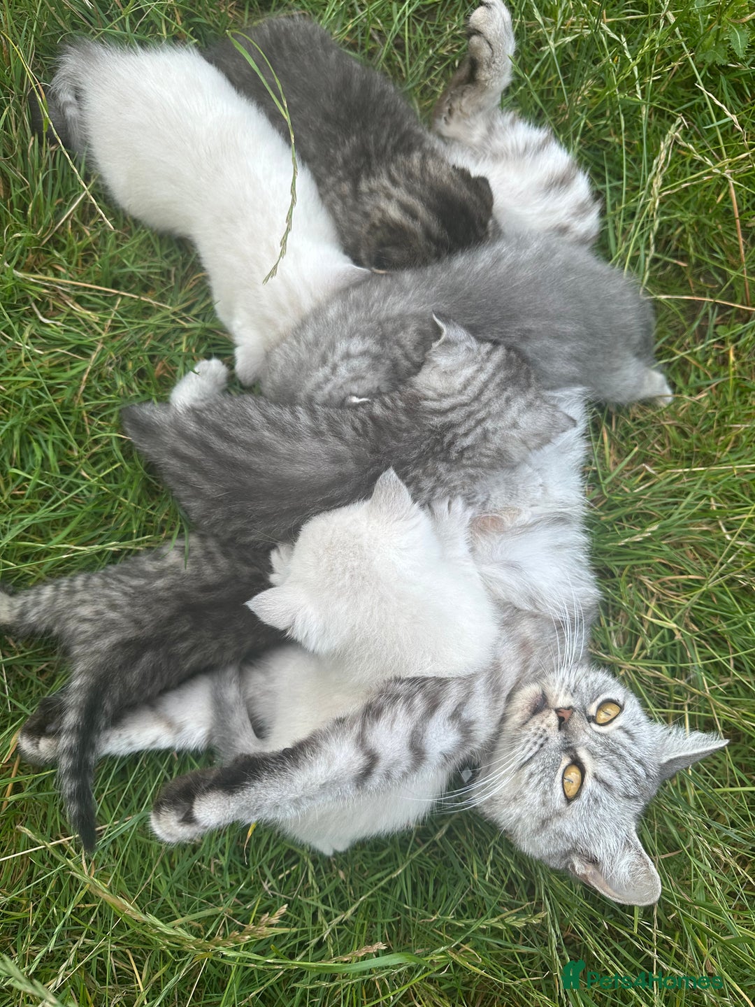 Scottish Fold cats for sale: 🆘🆘READY!🆘🆘Scottish shorthair  - Image 28