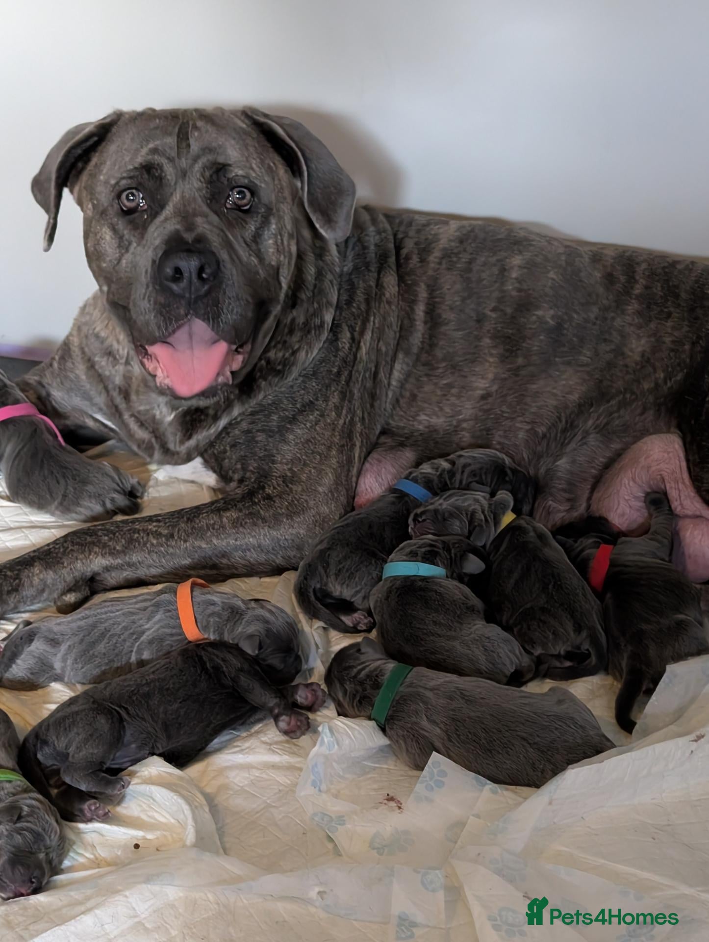 Cane Corso dogs for sale: Blue cane corso puppies  - Advert 10