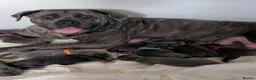 Cane Corso dogs for sale: Blue cane corso puppies  - Advert 1