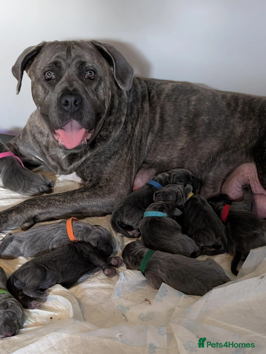 Cane Corso dogs for sale: Blue cane corso puppies  - Advert 1