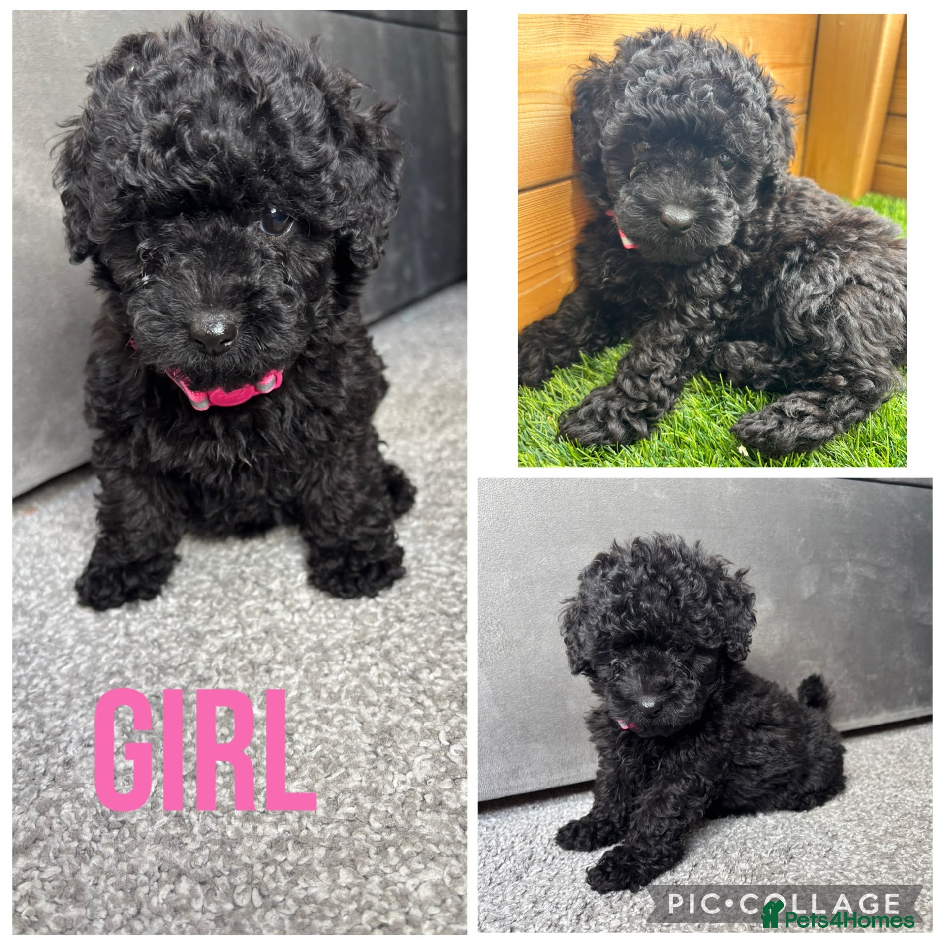 Yorkiepoo dogs 5 stunning yorkiepoo puppies  - Advert 2