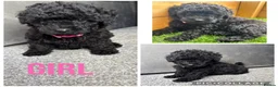 Yorkiepoo dogs for sale: 5 stunning yorkiepoo puppies  in Cambridge - Advert 2