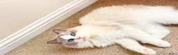 Ragdoll cats for sale: Pedigree Ragdoll GCCF for rehome - Advert 5