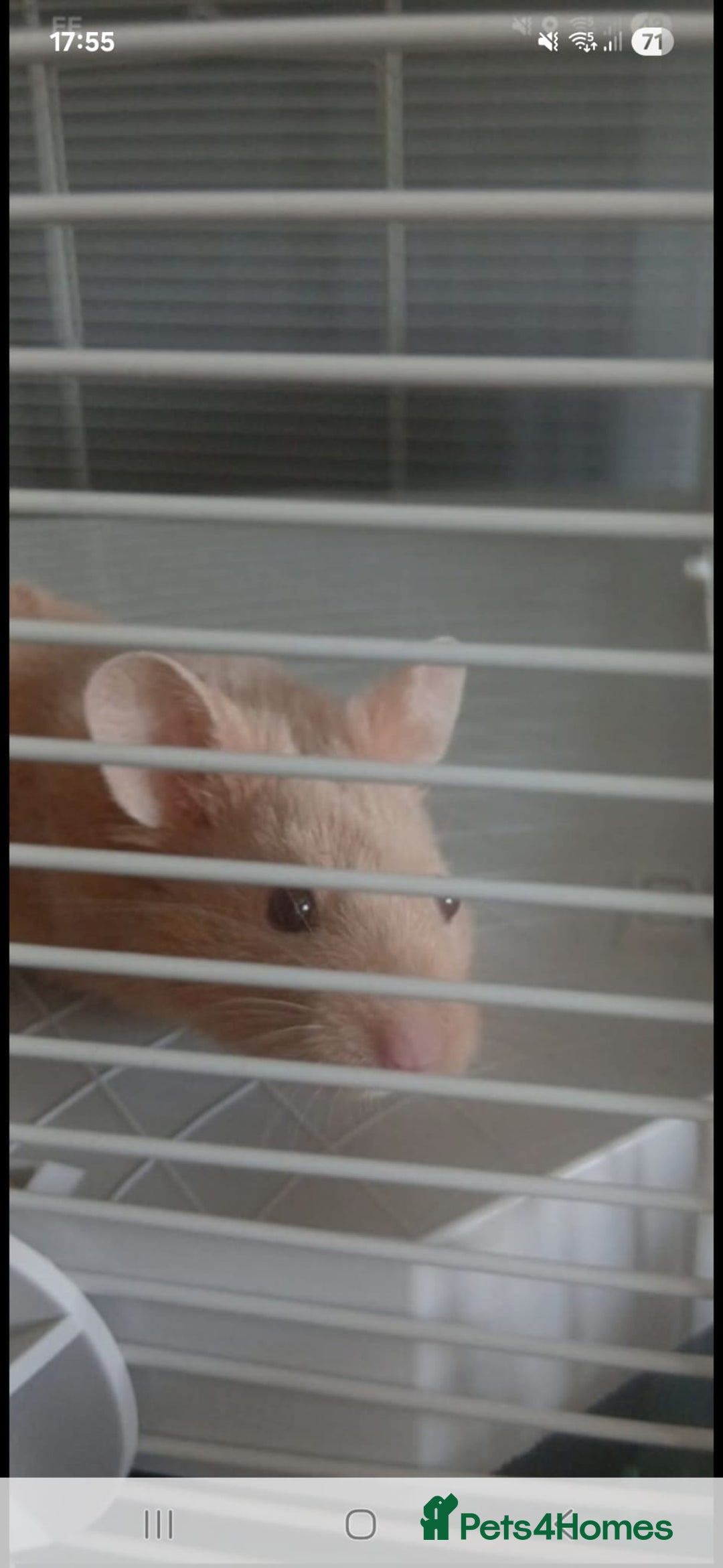 Hamster rodents for sale: Syrian hamster - Advert 3