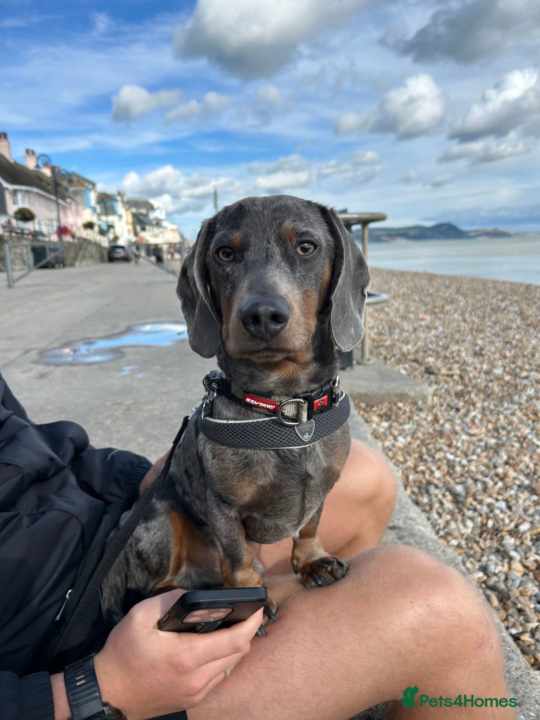 Miniature Dachshund dogs for stud: Proven dapple dachshund for stud - Image 3