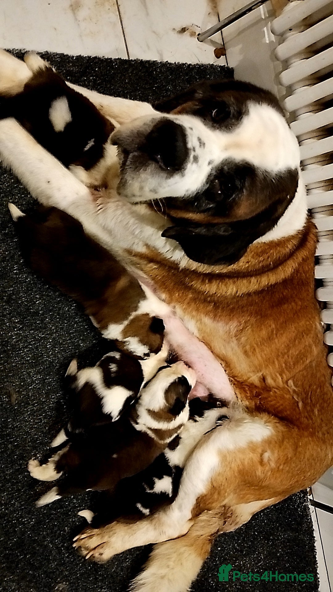 Saint Bernard dogs Beautiful saint Bernard puppies - Advert 1