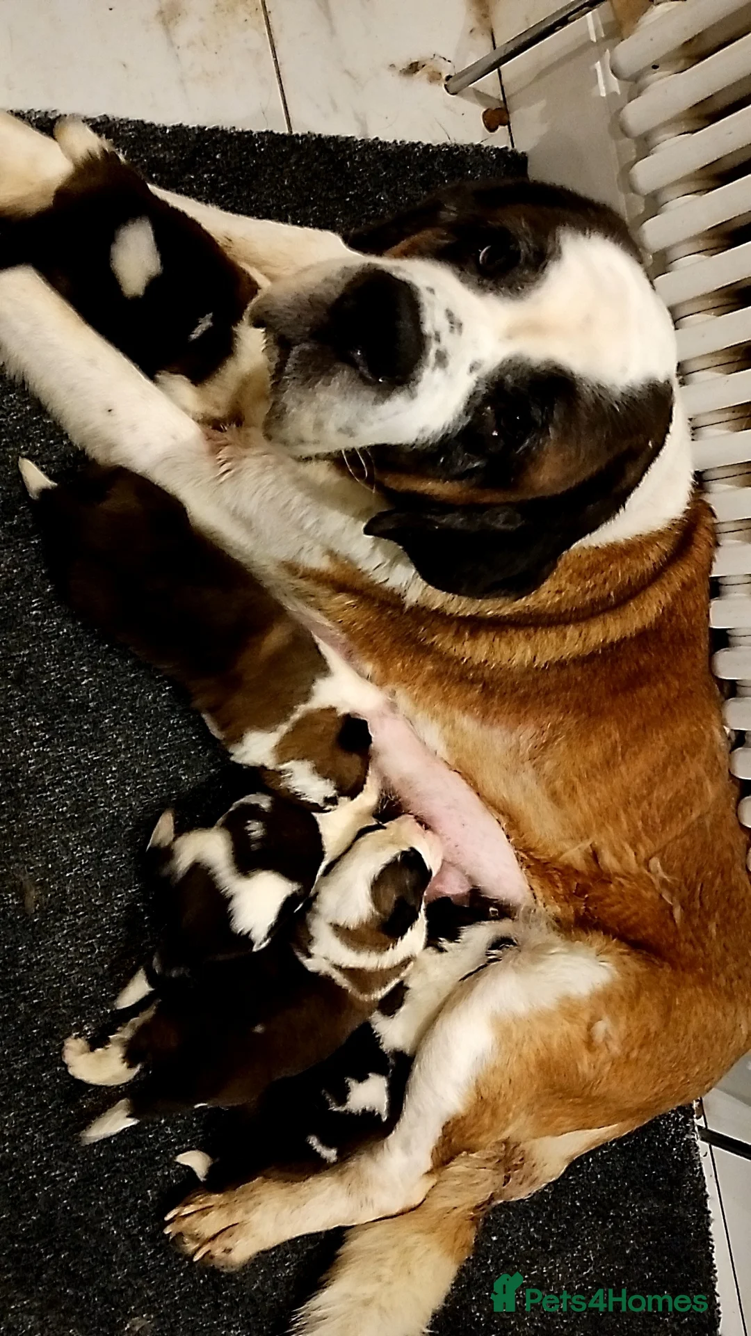 Saint Bernard dogs for sale: Beautiful saint Bernard puppies - Advert 1