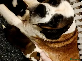Saint Bernard dogs Beautiful saint Bernard puppies - Advert 1