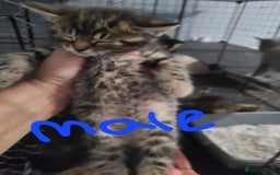 Ragdoll cats for sale: Kittens for sale - Image 28