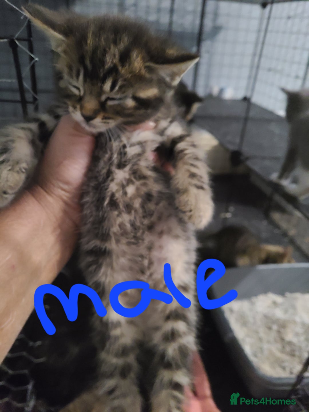 Ragdoll cats for sale: Kittens for sale - Image 28