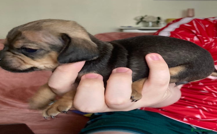 Mixed Breed dogs - Advert 1