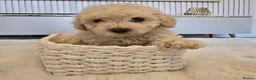 Maltipoo dogs for sale: 🐾 Beautiful Maltipoo Puppies – Home-Raised 🐾 - Advert 7