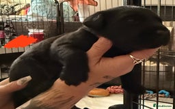 Labrador Retriever dogs for sale: Stunning litter of pure bred black Labrador pups  - Image 16