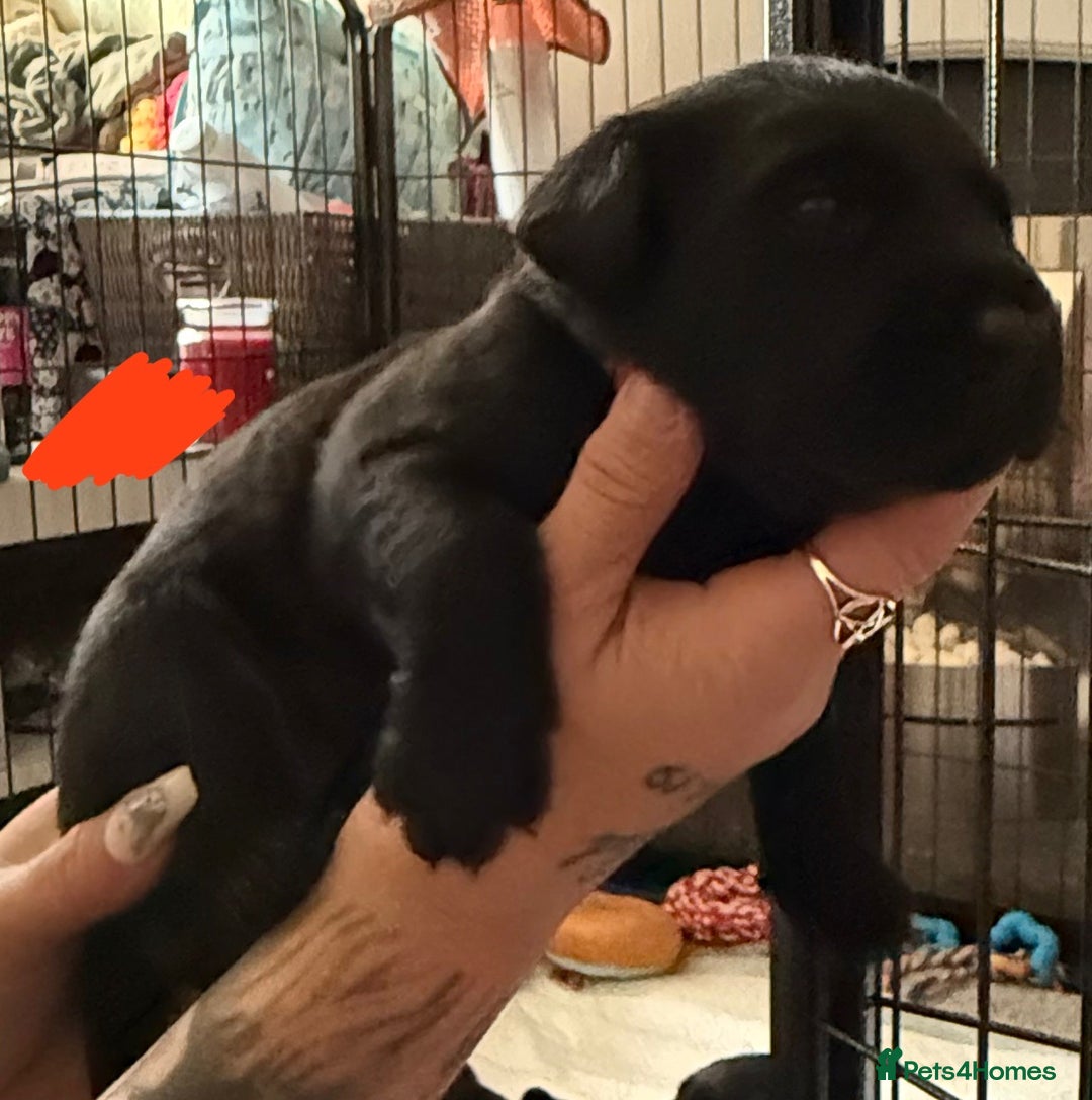 Labrador Retriever dogs for sale: Stunning litter of pure bred black Labrador pups  - Image 16