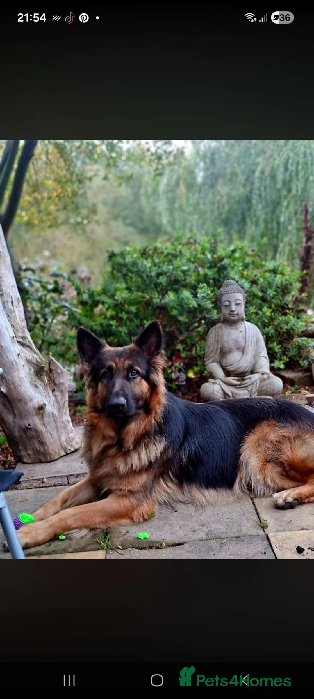 German Shepherd dogs for stud: Mrs B Elliott  - Advert 1
