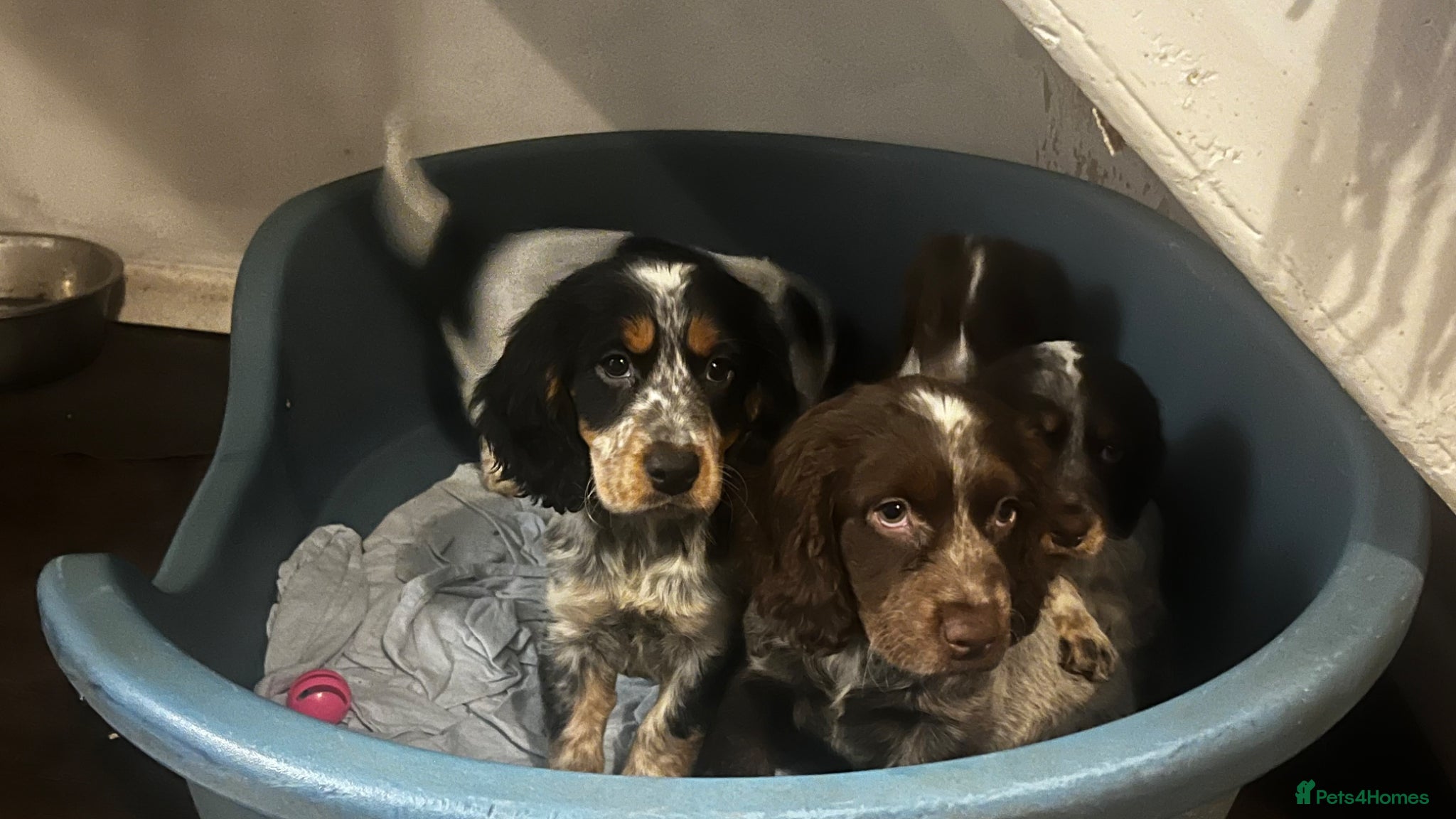Cocker Spaniel dogs Beautiful cocker spanial pups  - Advert 2