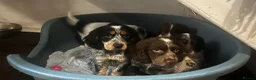 Cocker Spaniel dogs for sale: Beautiful cocker spanial pups  - Advert 1